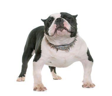 köpek yavrusu Amerikan kabadayı