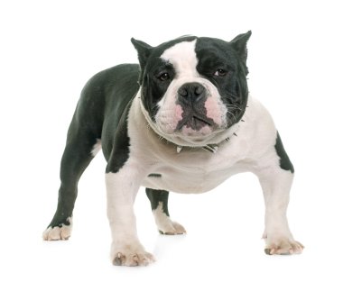 köpek yavrusu Amerikan kabadayı