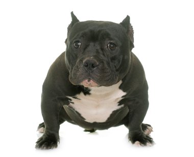 köpek yavrusu Amerikan kabadayı