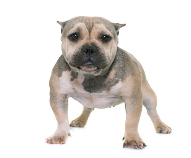 köpek yavrusu Amerikan kabadayı