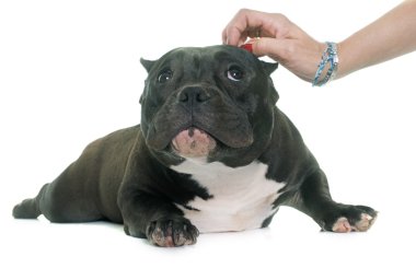 köpek yavrusu Amerikan kabadayı