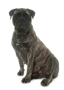 Bull mastiff Studio