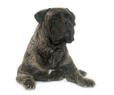 Bull mastiff Studio