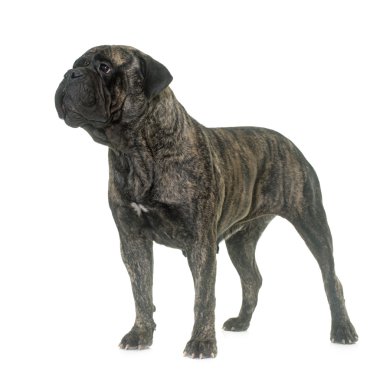 Bull mastiff Studio