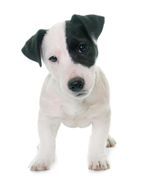 Puppy jack russel terrier — Stockfoto