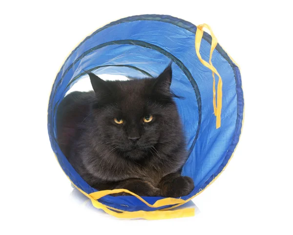 Brown maine coon in tunnel — Stock Photo, Image