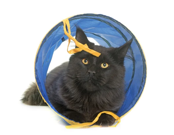 Brown maine coon in tunnel — Stock Photo, Image