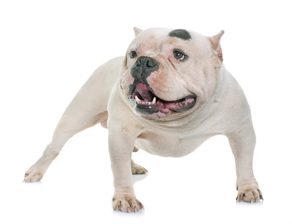 White american bully — Stock Photo, Image