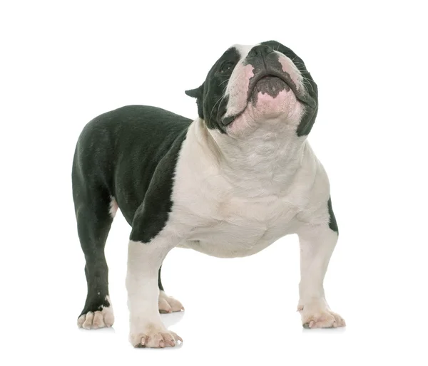 American bully pup — Stockfoto