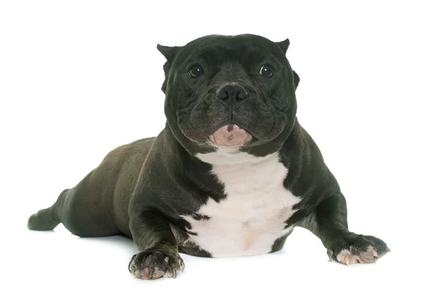 Cachorrinho americano valentão — Fotografia de Stock