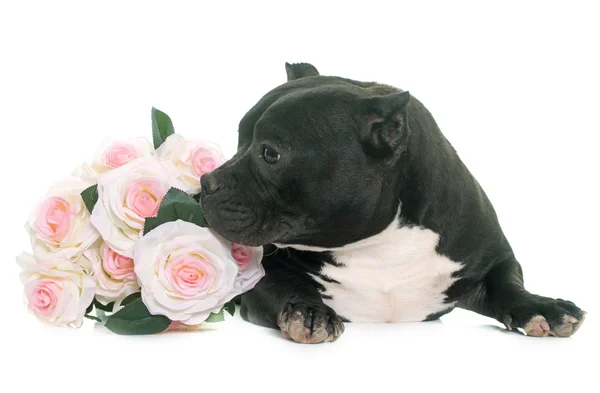 Cachorro americano bravucón — Foto de Stock