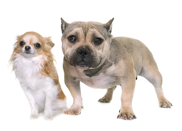 Puppy american bully and chihuahua — Stock Photo, Image