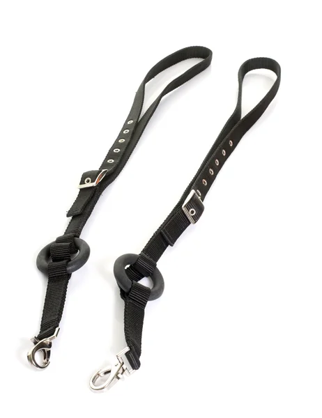 Rugalmas Martingale stúdió — Stock Fotó