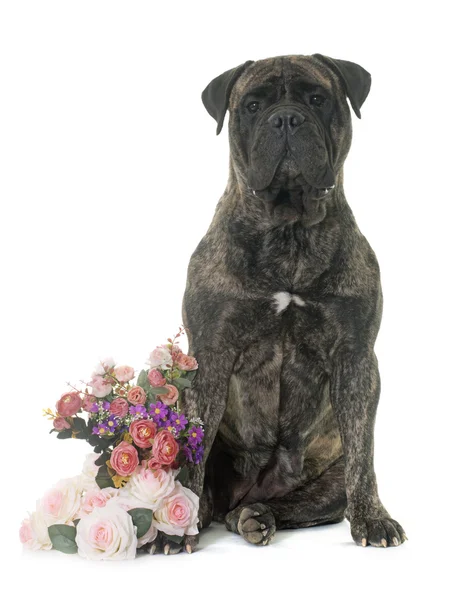 Taureau mastiff en studio — Photo