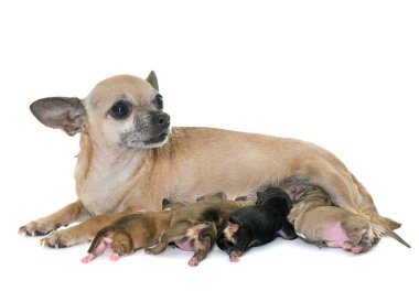Aile Chihuahua