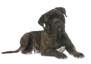 Bull mastiff Studio