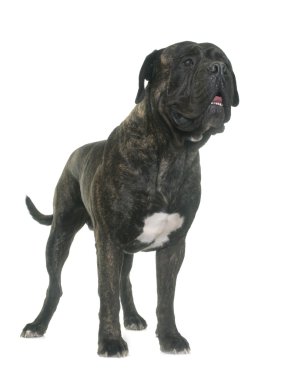 Bull mastiff Studio
