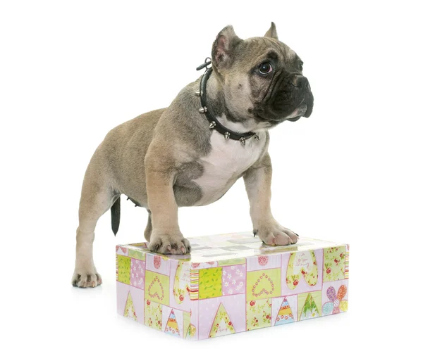 Puppy american bully — Stock Photo, Image