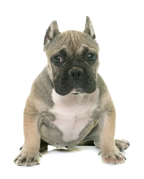Puppy american bully — Stock Photo, Image