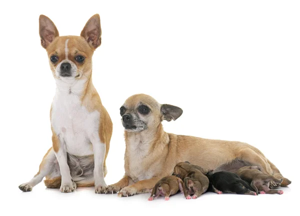 Familie van chihuahua — Stockfoto