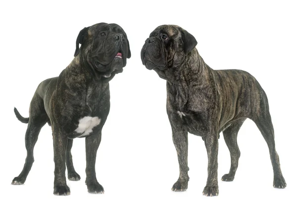 Bull mastiffs in studio — Stockfoto