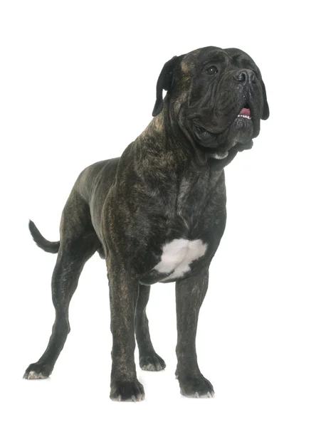 Bull mastiff in studio — Stockfoto