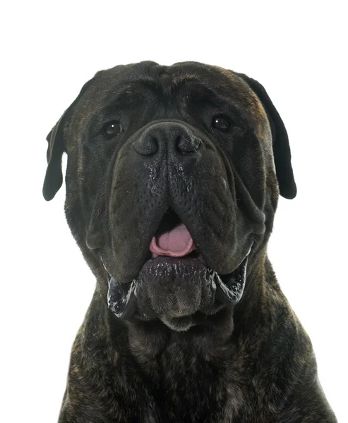 Bull mastiff in studio — Stock Photo, Image