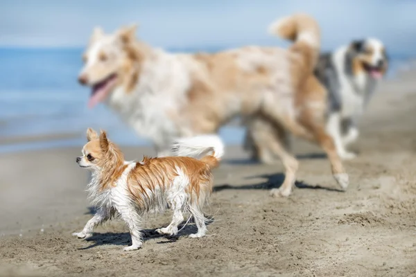 Chihuahua on beach — Stock Photo, Image