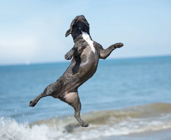 Franse bulldog op strand — Stockfoto