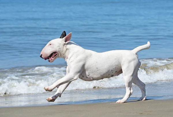 Bull terrier na pláži — Stock fotografie