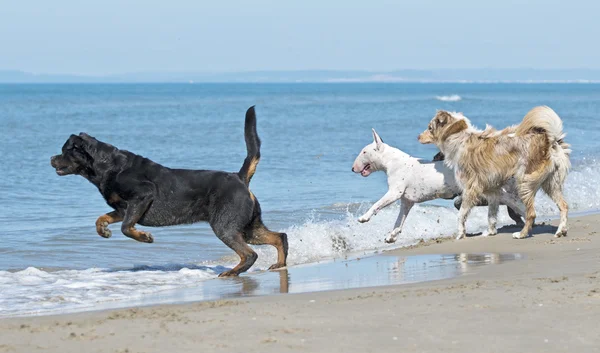 Dogs on beach — Stock Photo, Image