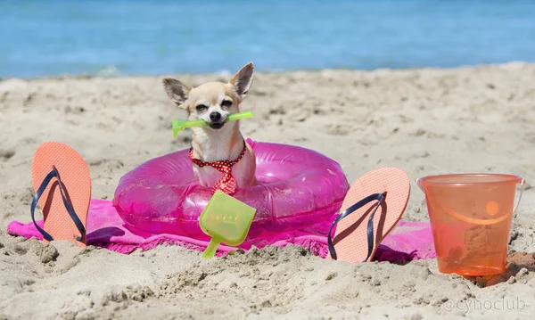 Chihuahua on beach — Stock Photo, Image