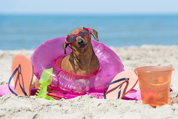 Dackel am Strand — Stockfoto