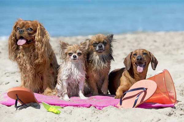 Dogs on beach — Stock Photo, Image