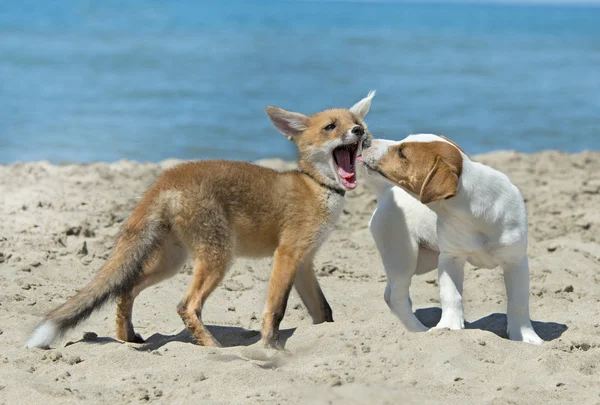 Fox and dog on beach — Stock Photo, Image