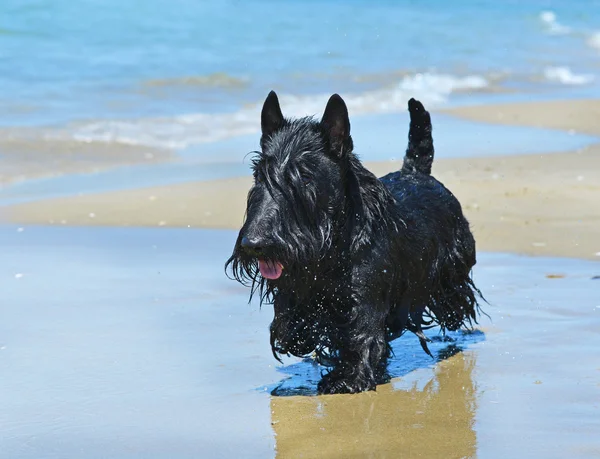 Scottish terrier na praia — Fotografia de Stock