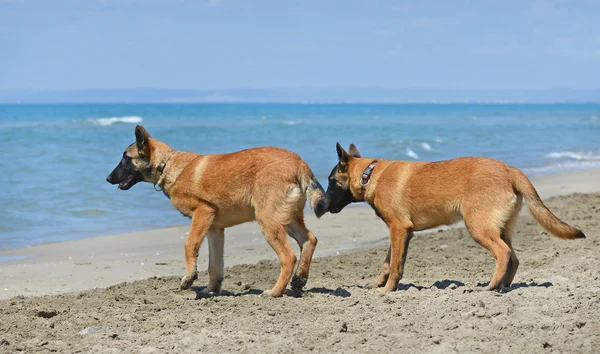 Malinois sahilde — Stok fotoğraf