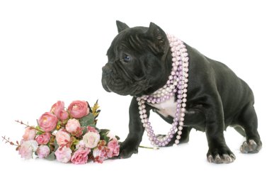 köpek yavrusu Amerikan kabadayı