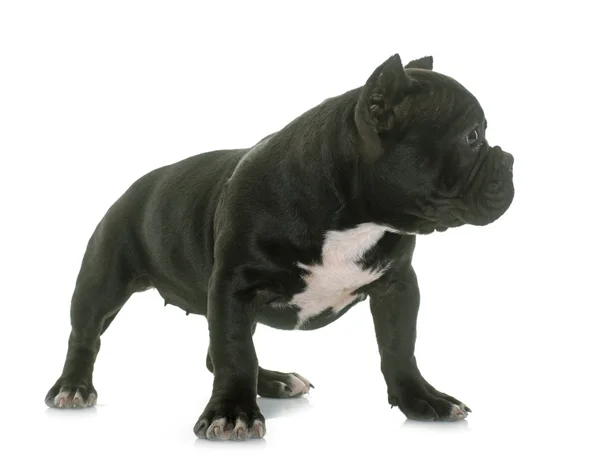 Valp american bully — Stockfoto