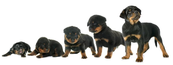 Pertumbuhan rottweiler anak anjing — Stok Foto