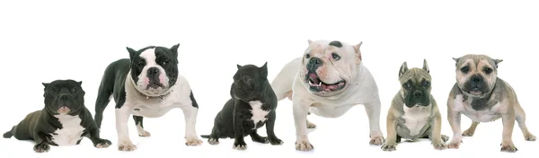 Group of american bully — Stock Photo, Image