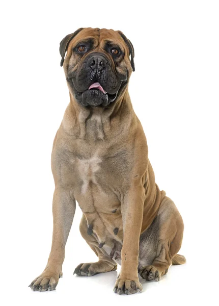 Bull mastiff in studio — Stockfoto