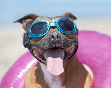 Staffordshire terrier sahilde