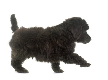 köpek yavrusu kahverengi fino köpeği