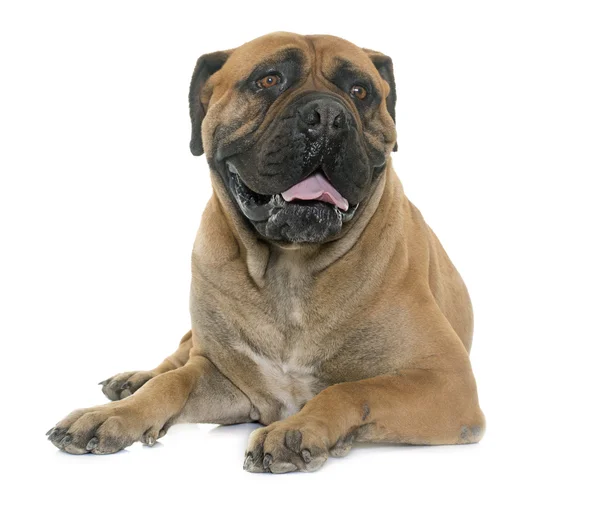 Bull mastiff in studio — Stock Photo, Image