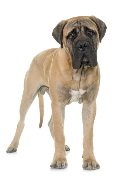 Jonge stier mastiff in studio — Stockfoto