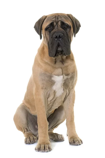 Young bull mastiff in studio — Stock Photo, Image