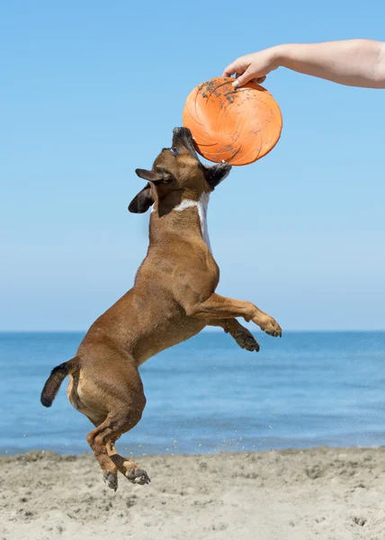 Personal spielt mit Frisbee — Stockfoto