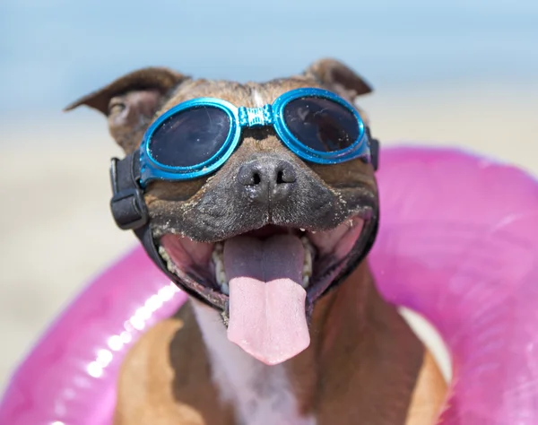 Staffordshire terrier na praia — Fotografia de Stock