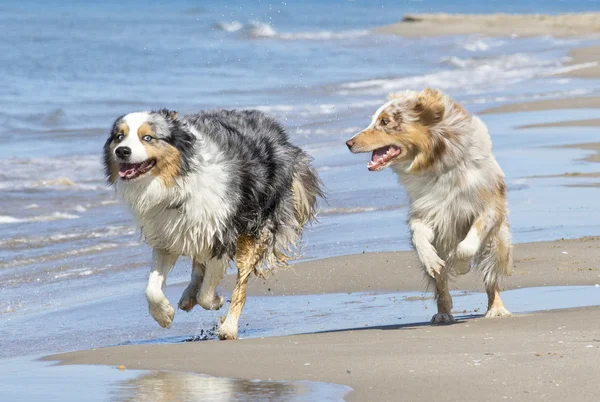 Spelen van honden op het strand — Stockfoto